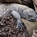 El Heloderma (charlesbogerti) se puede considerar una especie indicadora del estado de conservación del bosque seco. Foto La Hora: Conap.