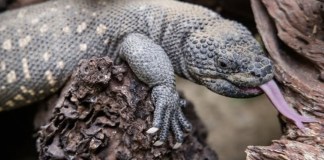 El Heloderma (charlesbogerti) se puede considerar una especie indicadora del estado de conservación del bosque seco. Foto La Hora: Conap.