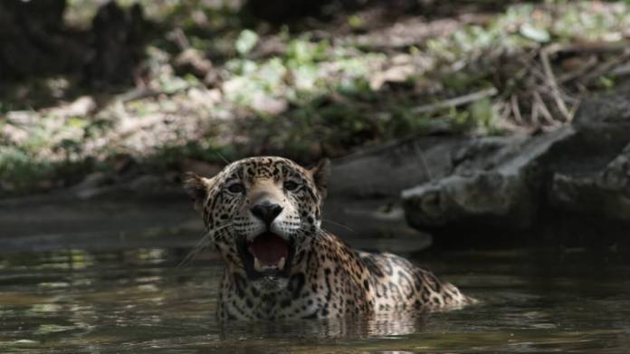 El jaguar necesita de espacios con grandes caudales de agua para habitar. Foto La Hora / CONAP
