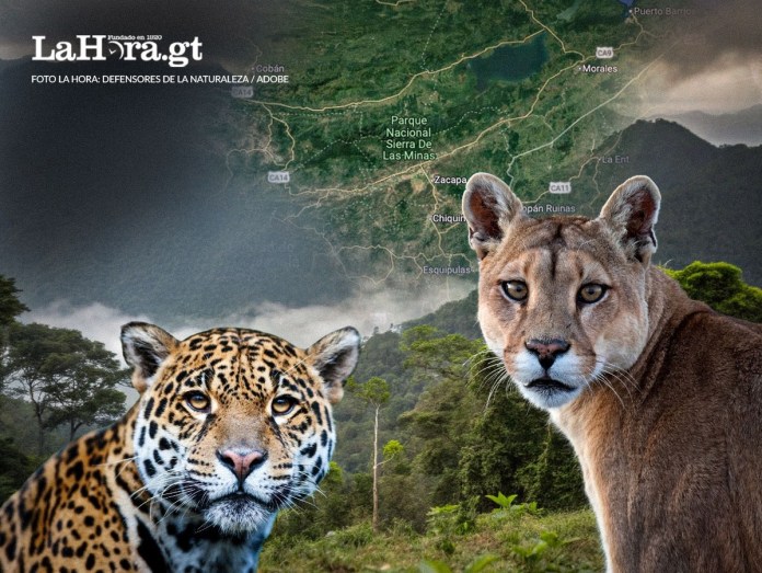 Jaguares y panteras