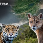 Jaguares y panteras