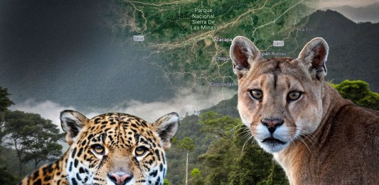 Jaguares y panteras