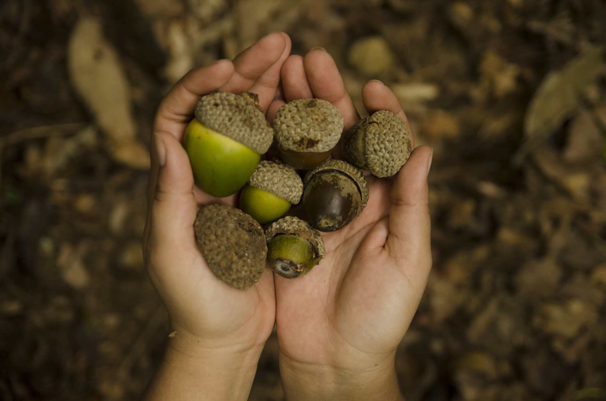 Herbario USCG: más de 37,000 registros que documentan científicamente la flora nacional.