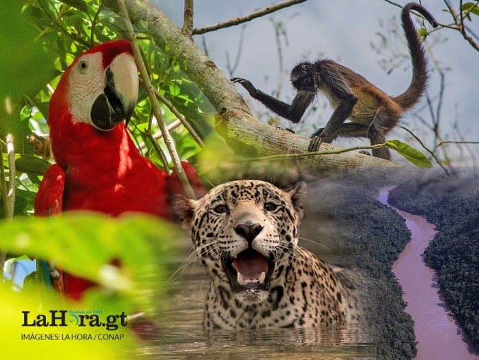 Parque Nacional Sierra del Lacandón, pulmón verde de la selva guatemalteca y refugio para animales en peligro de extinción. Foto La Hora: Conap, Diseño- Alejandro Ramírez.