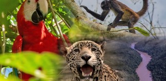 Parque Nacional Sierra del Lacandón, pulmón verde de la selva guatemalteca y refugio para animales en peligro de extinción. Foto La Hora: Conap, Diseño- Alejandro Ramírez.