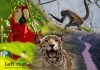Parque Nacional Sierra del Lacandón, pulmón verde de la selva guatemalteca y refugio para animales en peligro de extinción. Foto La Hora: Conap, Diseño- Alejandro Ramírez.