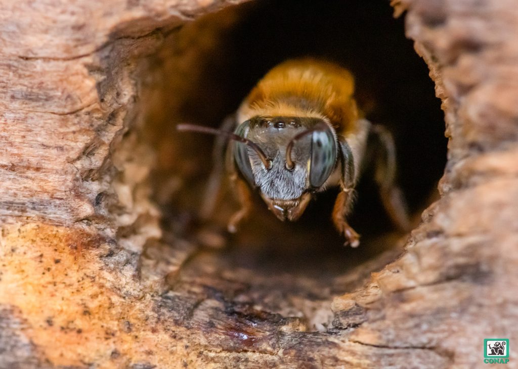 abejas