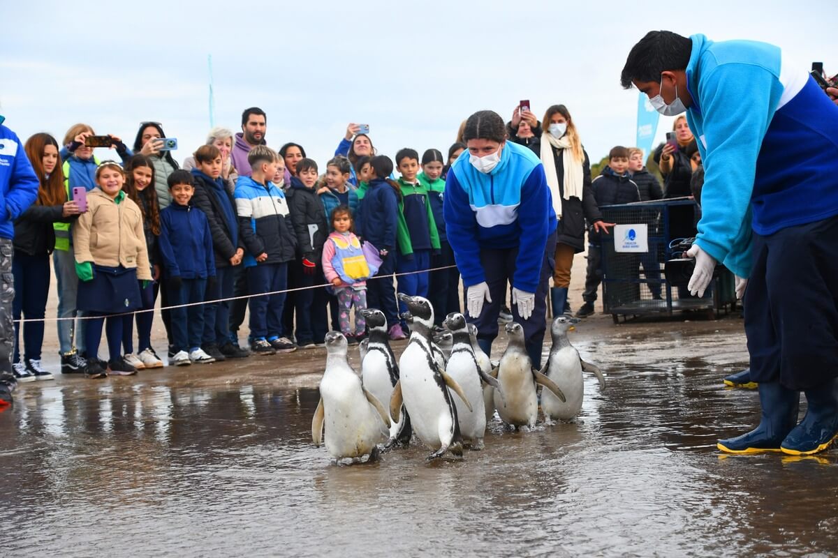 Once pingüinos rescatados regresan al mar en Argentina, en presencia de estudiantes de primaria
