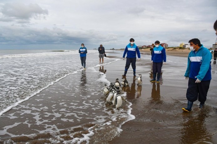Los pingüinos entran en contacto de nuevo con el mar. Foto La Hora / Fundación Mundo Marino