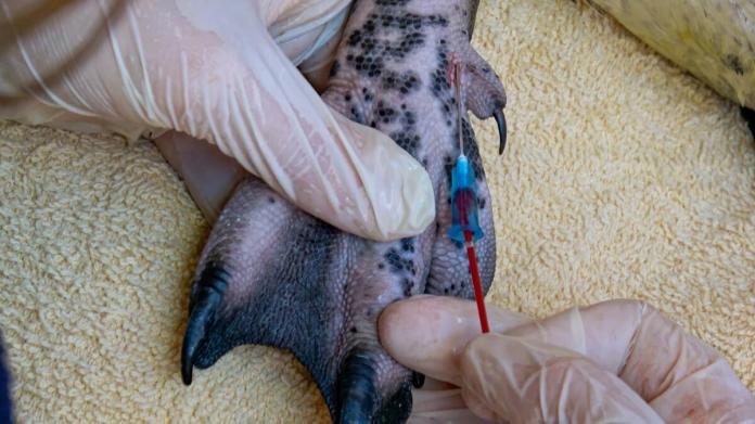 Implantan un microchip subcutáneo a los pingüinos para futuros controles. Foto La Hora / Fundación Mundo Marino