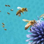 Cada 20 de mayo se celebra el día mundial de las abejas, las cuales no solo producen miel, sino que son clave para la biodiversidad, la seguridad alimentaria y nuestra supervivencia.