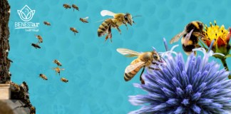 Cada 20 de mayo se celebra el día mundial de las abejas, las cuales no solo producen miel, sino que son clave para la biodiversidad, la seguridad alimentaria y nuestra supervivencia.