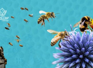 Cada 20 de mayo se celebra el día mundial de las abejas, las cuales no solo producen miel, sino que son clave para la biodiversidad, la seguridad alimentaria y nuestra supervivencia.