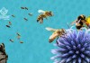 Cada 20 de mayo se celebra el día mundial de las abejas, las cuales no solo producen miel, sino que son clave para la biodiversidad, la seguridad alimentaria y nuestra supervivencia.