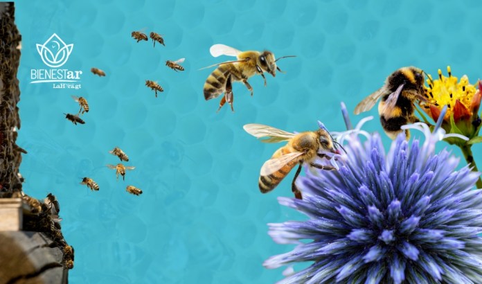 abejas Cada 20 de mayo se celebra el día mundial de las abejas, las cuales no solo producen miel, sino que son clave para la biodiversidad, la seguridad alimentaria y nuestra supervivencia.
