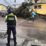 Por fuertes lluvias, aboles caídos son reportados en diferentes partes de la Ciudad de Guatemala
