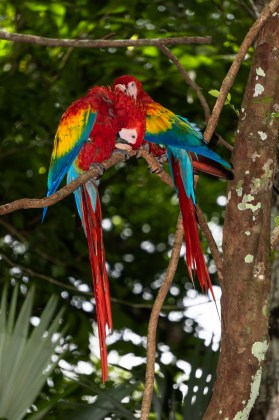 Guacamaya Roja