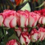 ¡Flores para mamá! El sector proyecta un crecimiento mayor en exportaciones que en 2024