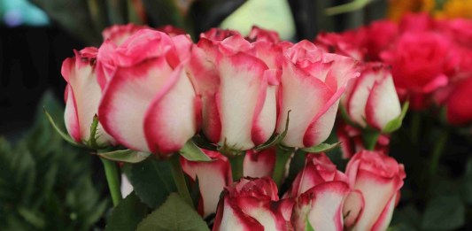 ¡Flores para mamá! El sector proyecta un crecimiento mayor en exportaciones que en 2024
