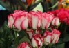 ¡Flores para mamá! El sector proyecta un crecimiento mayor en exportaciones que en 2024