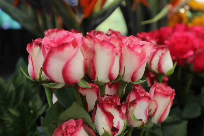 ¡Flores para mamá! El sector proyecta un crecimiento mayor en exportaciones que en 2024 ¡Flores para mamá! El sector proyecta un crecimiento mayor en exportaciones que en 2024