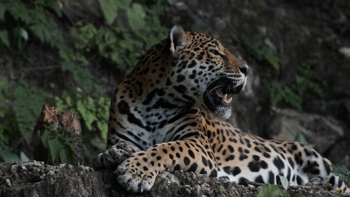 El jaguar «balam»: La especie en peligro crítico con solo 1,2