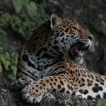 El jaguar habita en Guatemala, especialmente en la Reserva de Biosfera Maya. Foto La Hora / CONAP