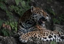 El jaguar habita en Guatemala, especialmente en la Reserva de Biosfera Maya. Foto La Hora / CONAP