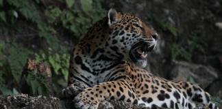 El jaguar habita en Guatemala, especialmente en la Reserva de Biosfera Maya. Foto La Hora / CONAP