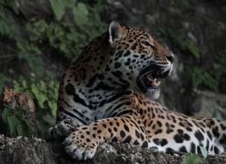 El jaguar habita en Guatemala, especialmente en la Reserva de Biosfera Maya. Foto La Hora / CONAP