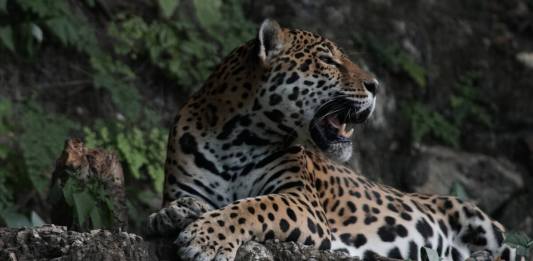 El jaguar habita en Guatemala, especialmente en la Reserva de Biosfera Maya. Foto La Hora / CONAP