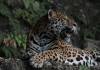 El jaguar habita en Guatemala, especialmente en la Reserva de Biosfera Maya. Foto La Hora / CONAP