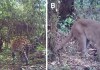 Un informe resalta la urgencia por la conservación de la Sierra de las Minas. Foto La Hora: Defensores de la Naturaleza