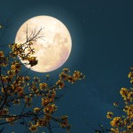 Descubre cuándo, cómo y por qué ocurre la Luna de Flores, que será visible este 12 de mayo.