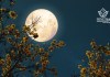 Descubre cuándo, cómo y por qué ocurre la Luna de Flores, que será visible este 12 de mayo.