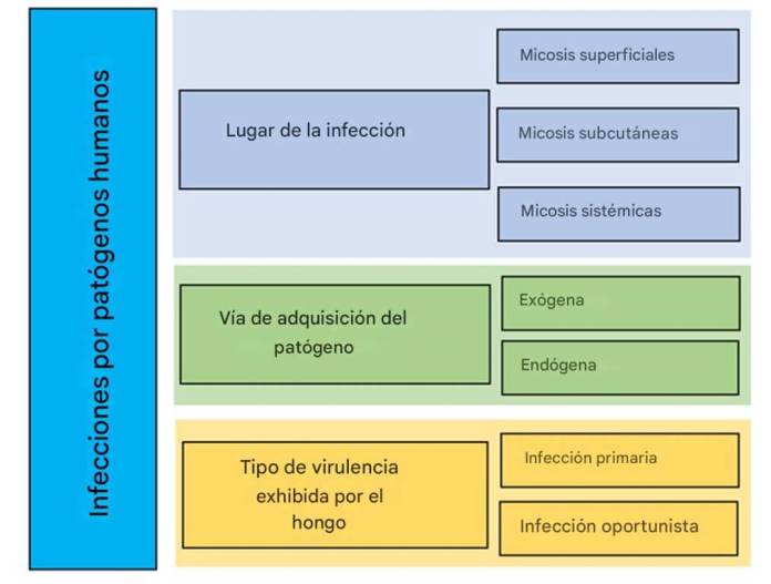 I. Sitio de la infección