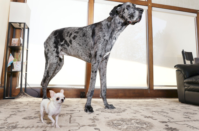 Reggie y Pearl en el interior de la casa de Vanesa (Dueña de Pearl). Foto La Hora: Guinness World Records