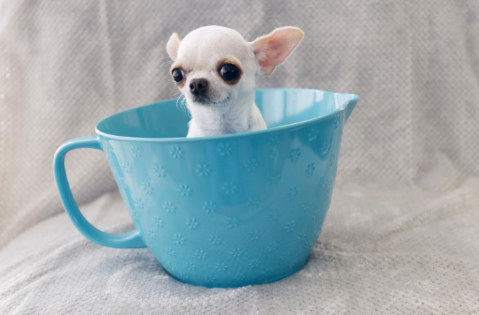 La chihuahua Pearl dentro de una taza. Foto La Hora: Guinness World Records