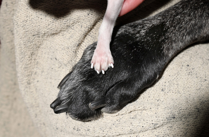 Pata de la chihuahua Pearl en comparación de la del Gran danés Reggie. Foto La Hora: Guinness World Records