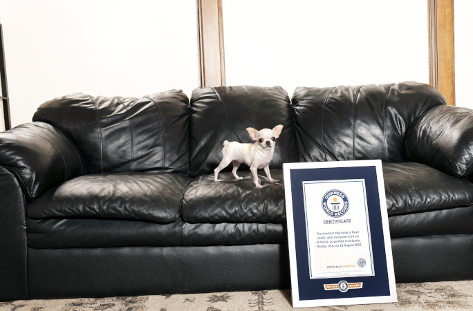 Pearl posando junto con su reconocimiento Guinness. Foto La Hora: Guinness World Records