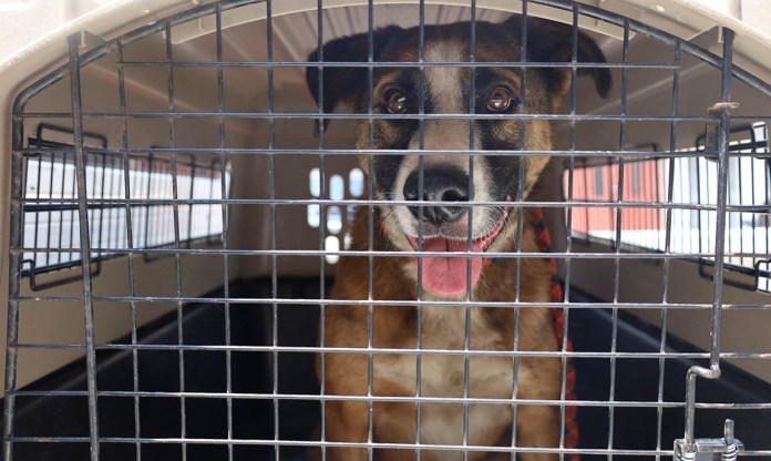 Autoridades decomisan un perro en zona 18 por no contar con las 5 libertades del bienestar animal