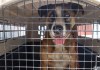 Autoridades decomisan un perro en zona 18 por no contar con las 5 libertades del bienestar animal