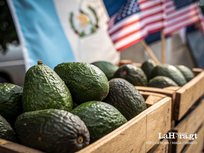 Aguacates Hass están cerca de recibir aprobación final para ser exportados, según se anunció en EE.UU.