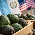 Aguacates Hass están cerca de recibir aprobación final para ser exportados, según se anunció en EE.UU.