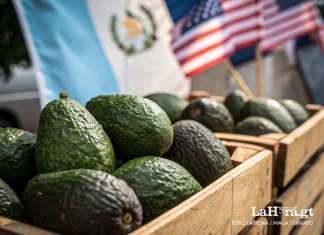 Aguacates Hass están cerca de recibir aprobación final para ser exportados, según se anunció en EE.UU.