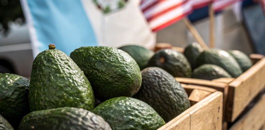 Aguacates Hass están cerca de recibir aprobación final para ser exportados, según se anunció en EE.UU.