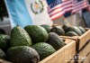 Aguacates Hass están cerca de recibir aprobación final para ser exportados, según se anunció en EE.UU.