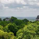26 de junio: Día internacional de los bosques tropicales, un tesoro verde de Guatemala