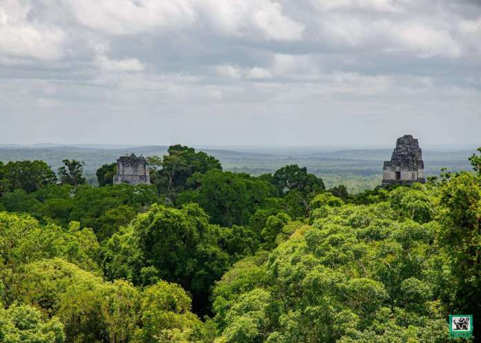Bosques (1) (1) 26 de junio: Día internacional de los bosques tropicales, un tesoro verde de Guatemala