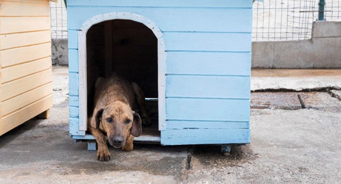 Consejos para cuidar a las mascotas durante la temporada de lluvias. Foto La Hora: MAGA.